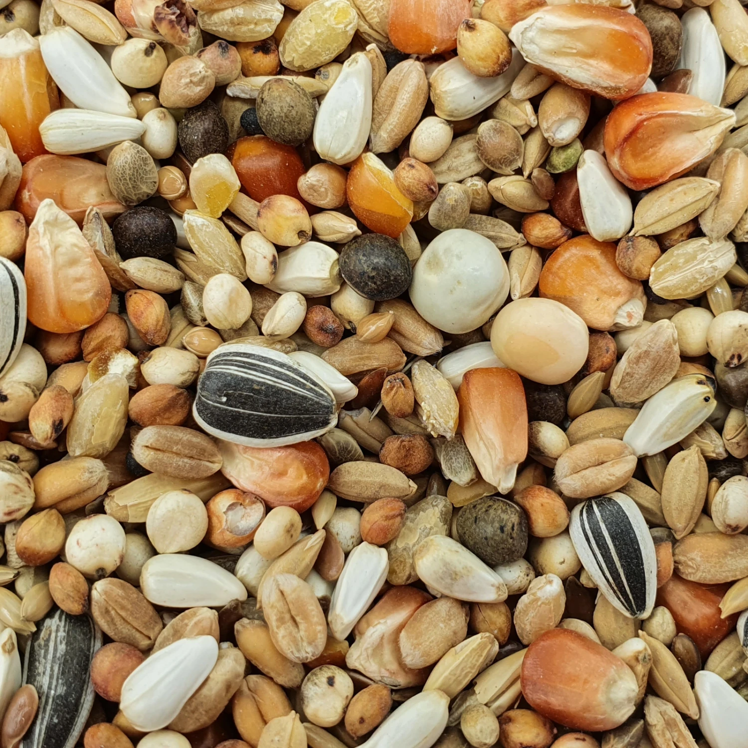 Matador Jungtauben Reise 25kg 3 Matador Jungtauben Reise 25kg