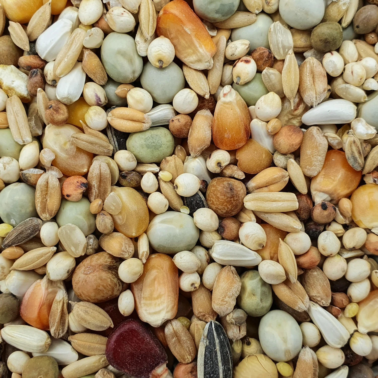 Spinne Zucht- & Reise Forte 25kg 3 Spinne Zucht- & Reise Forte 25kg