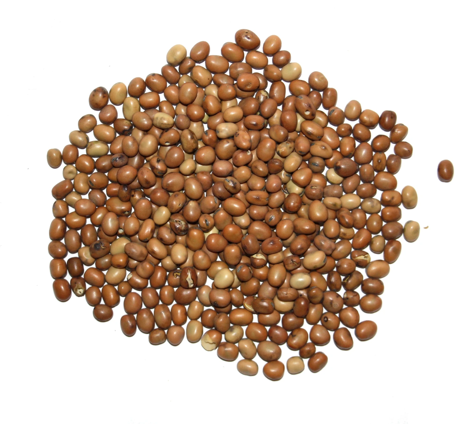 Vanrobaeys Taubenbohnen 25kg 4 Vanrobaeys Taubenbohnen 25kg - Image 2