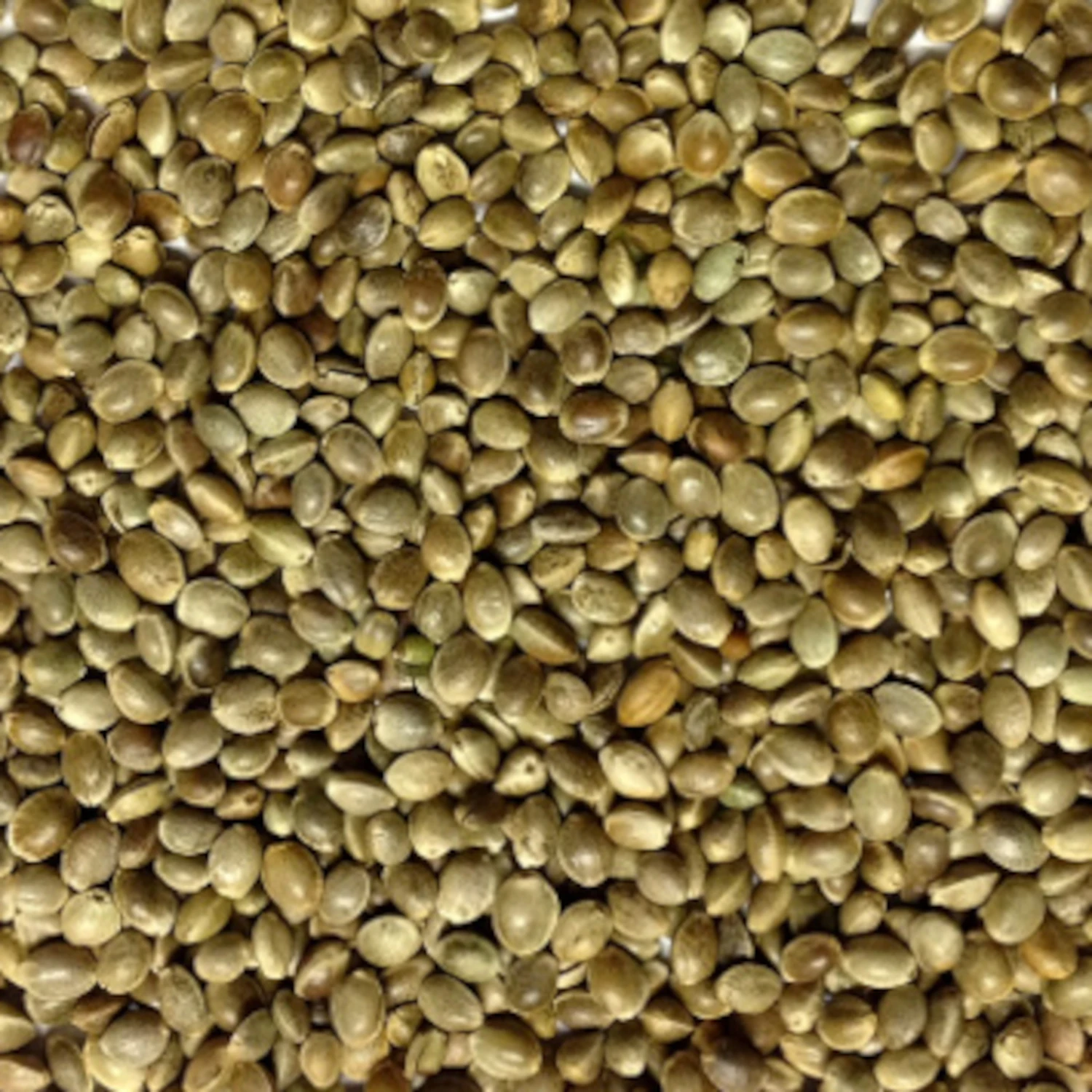 Hanfsaat Mittel - Vanrobaeys 15kg 3 Hanfsaat Mittel - Vanrobaeys 15kg